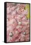 Pink Frosted Christmas Tree, Palm Springs, California, USA-Julien McRoberts-Framed Stretched Canvas