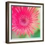 Pink Fun I-Susan Bryant-Framed Photographic Print