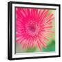 Pink Fun I-Susan Bryant-Framed Photographic Print