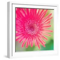 Pink Fun I-Susan Bryant-Framed Photographic Print