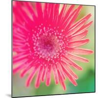 Pink Fun I-Susan Bryant-Mounted Photographic Print