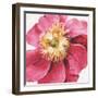 Pink Garden VI-Lisa Audit-Framed Art Print