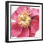 Pink Garden VI-Lisa Audit-Framed Art Print