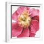 Pink Garden VI-Lisa Audit-Framed Art Print