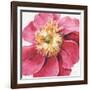 Pink Garden VI-Lisa Audit-Framed Art Print