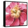 Pink Garden VI-Lisa Audit-Framed Stretched Canvas