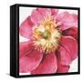 Pink Garden VI-Lisa Audit-Framed Stretched Canvas