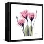 Pink Gentian-Albert Koetsier-Framed Stretched Canvas