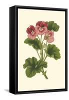 Pink Geranium I-Van Houtt-Framed Stretched Canvas