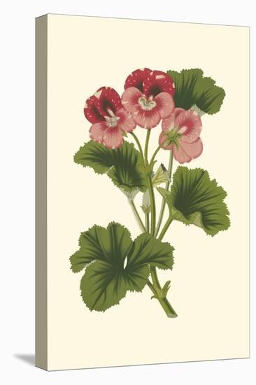 Pink Geranium I-Van Houtt-Stretched Canvas