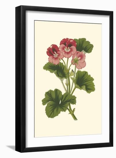 Pink Geranium I-Van Houtt-Framed Art Print