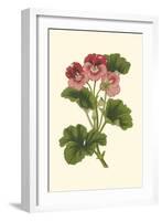 Pink Geranium I-Van Houtt-Framed Art Print