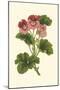 Pink Geranium I-Van Houtt-Mounted Art Print