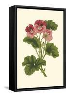 Pink Geranium I-Van Houtt-Framed Stretched Canvas