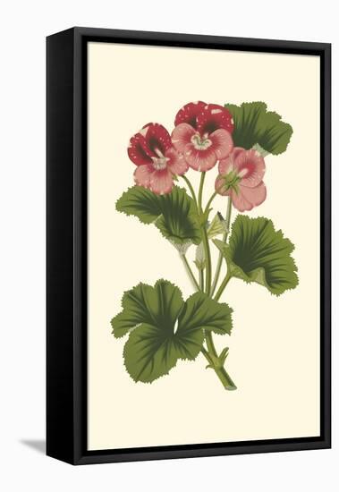 Pink Geranium I-Van Houtt-Framed Stretched Canvas