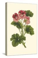 Pink Geranium I-Van Houtt-Stretched Canvas