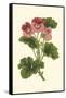 Pink Geranium I-Van Houtt-Framed Stretched Canvas