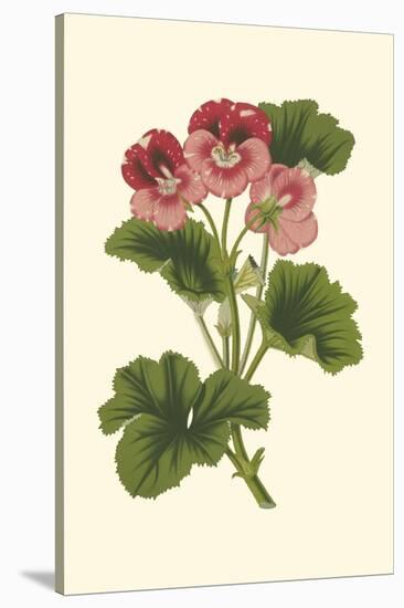 Pink Geranium I-Van Houtt-Stretched Canvas