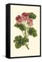 Pink Geranium I-Van Houtt-Framed Stretched Canvas