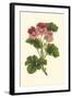 Pink Geranium I-Van Houtt-Framed Art Print