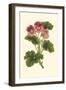 Pink Geranium I-Van Houtt-Framed Art Print