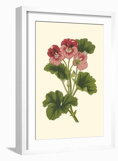 Pink Geranium I-Van Houtt-Framed Art Print