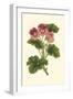 Pink Geranium I-Van Houtt-Framed Art Print