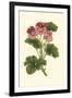 Pink Geranium I-Van Houtt-Framed Art Print