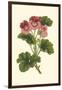 Pink Geranium I-Van Houtt-Framed Art Print