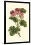 Pink Geranium I-Van Houtt-Framed Art Print