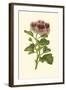 Pink Geranium II-Van Houtt-Framed Art Print