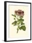 Pink Geranium II-Van Houtt-Framed Art Print