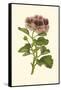 Pink Geranium II-Van Houtt-Framed Stretched Canvas