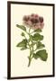 Pink Geranium II-Van Houtt-Framed Art Print