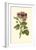 Pink Geranium II-Van Houtt-Framed Art Print