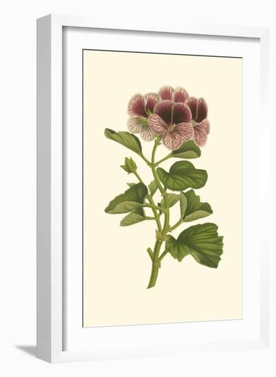 Pink Geranium II-Van Houtt-Framed Art Print