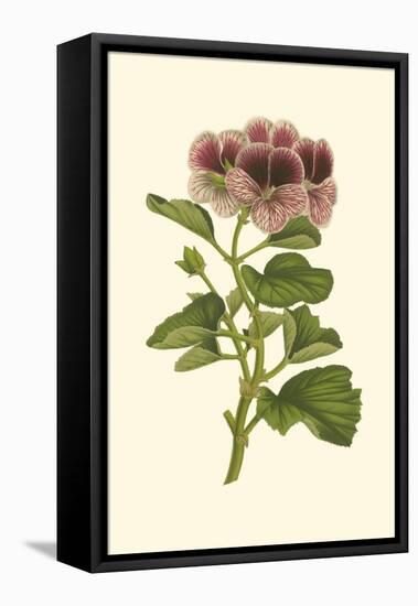 Pink Geranium II-Van Houtt-Framed Stretched Canvas