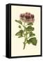 Pink Geranium II-Van Houtt-Framed Stretched Canvas