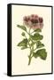 Pink Geranium II-Van Houtt-Framed Stretched Canvas