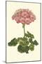 Pink Geranium III-Van Houtt-Mounted Art Print