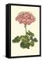 Pink Geranium III-Van Houtt-Framed Stretched Canvas