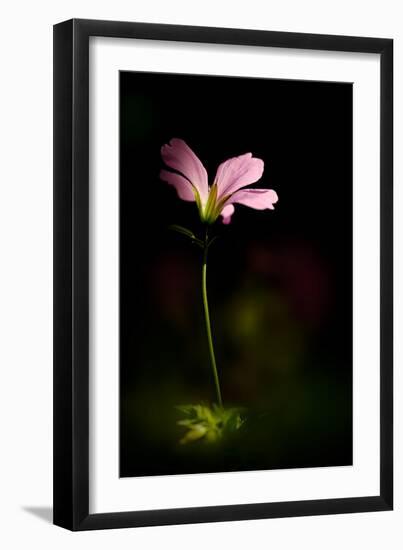 Pink Geranium-Ursula Abresch-Framed Photographic Print