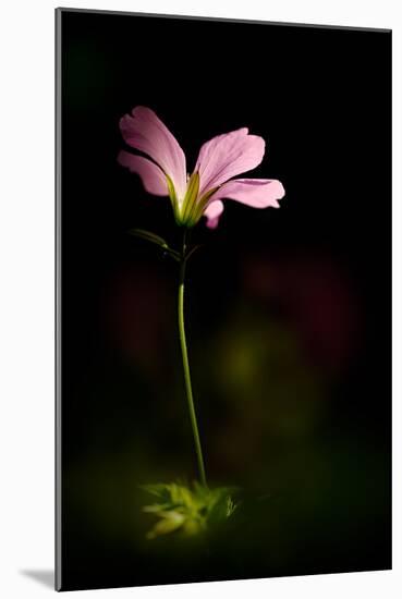 Pink Geranium-Ursula Abresch-Mounted Photographic Print