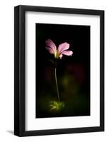 Pink Geranium-Ursula Abresch-Framed Photographic Print