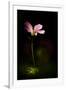 Pink Geranium-Ursula Abresch-Framed Photographic Print