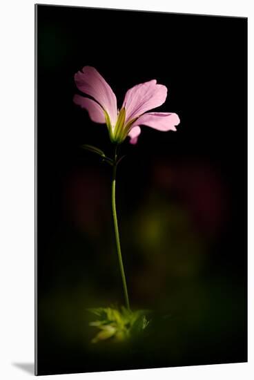 Pink Geranium-Ursula Abresch-Mounted Photographic Print