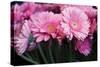 Pink Gerbera Daisies 2-Erin Berzel-Stretched Canvas