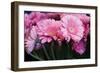 Pink Gerbera Daisies 2-Erin Berzel-Framed Photographic Print