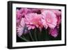 Pink Gerbera Daisies 2-Erin Berzel-Framed Photographic Print