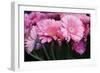 Pink Gerbera Daisies 2-Erin Berzel-Framed Photographic Print